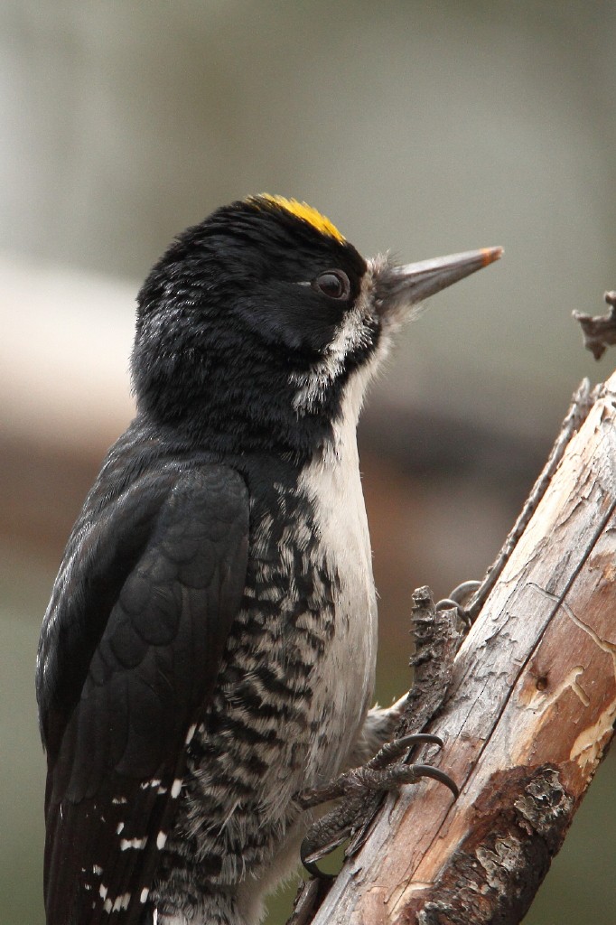 Black-backed Woodpecker - James Cummins