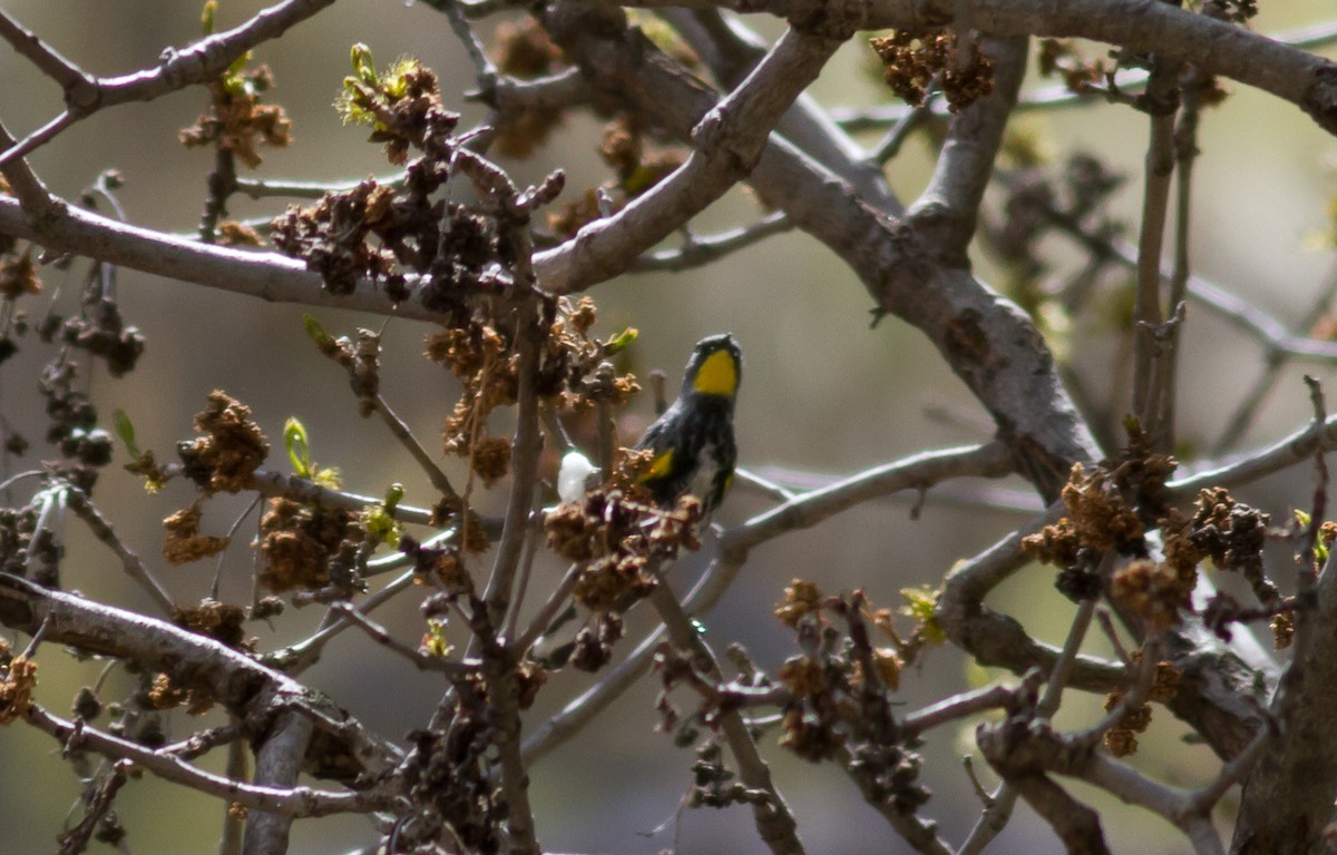 Yellow-rumped Warbler (Audubon's) - Nick Pulcinella