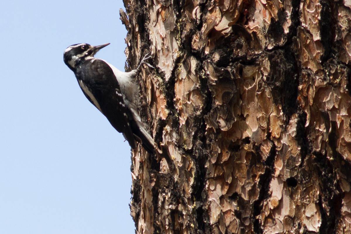 Hairy Woodpecker - ML95311141