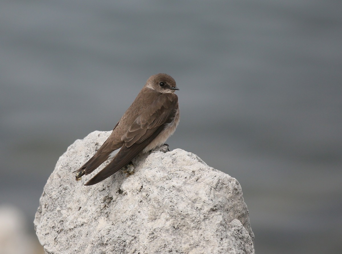 Northern Rough-winged Swallow - Ron Sempier
