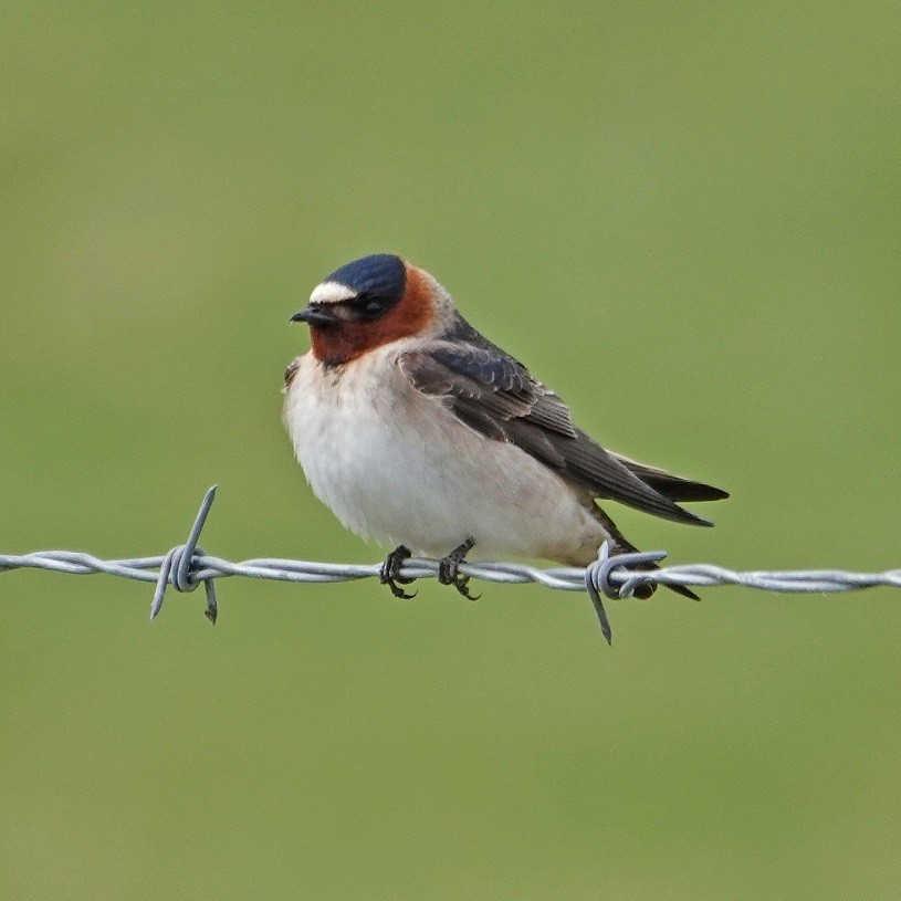 Cliff Swallow - Donald Sutherland