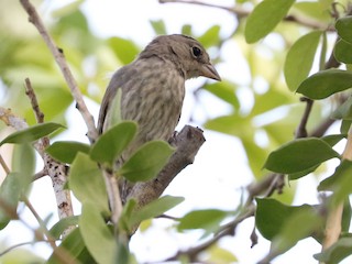 Молодая птица - Trina Anderson - ML95312111