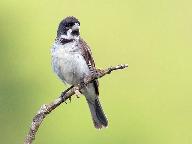 A Dubois's Seedeater also know as Papa-capim perched on the branch. Species  Sporophila ardesiaca. Birdwatcher. Bird lover. Birding. Stock Photo