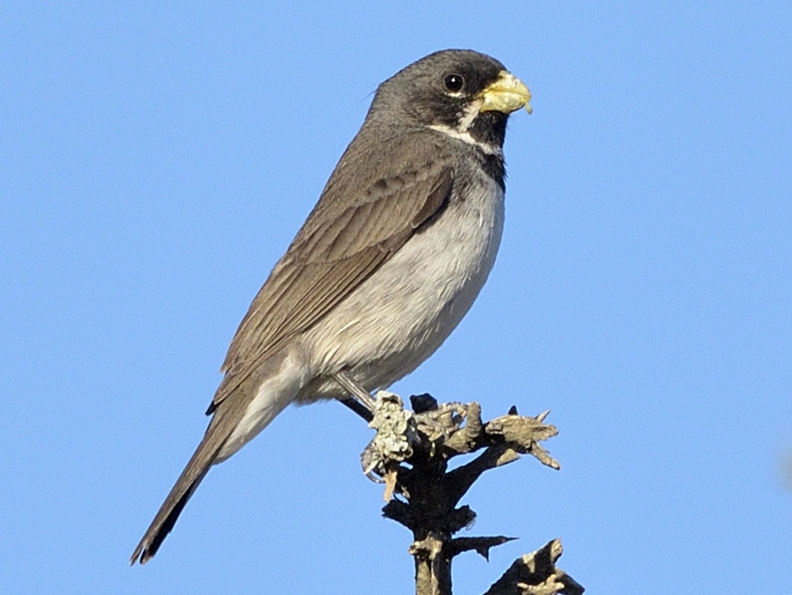 Double-collared Seedeater - Nahuel Melisa Aguirre Gago