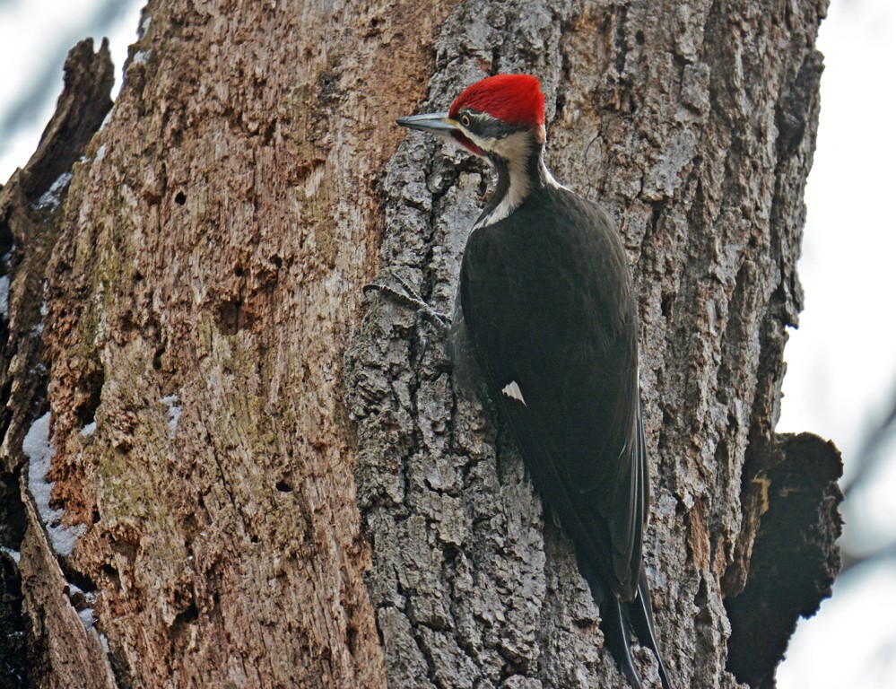 Pileated Woodpecker - Dick Horsey
