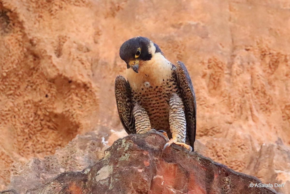 Peregrine Falcon (Malagasy) - Fanis Theofanopoulos (ASalafa Deri)