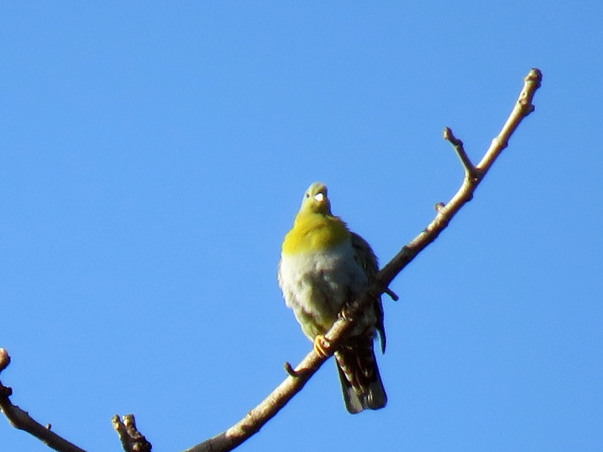 Yellow-footed Green-Pigeon - Sipu Kumar