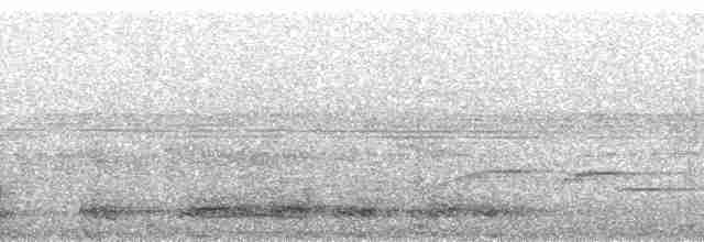 Ібіс чубатий - ML95314