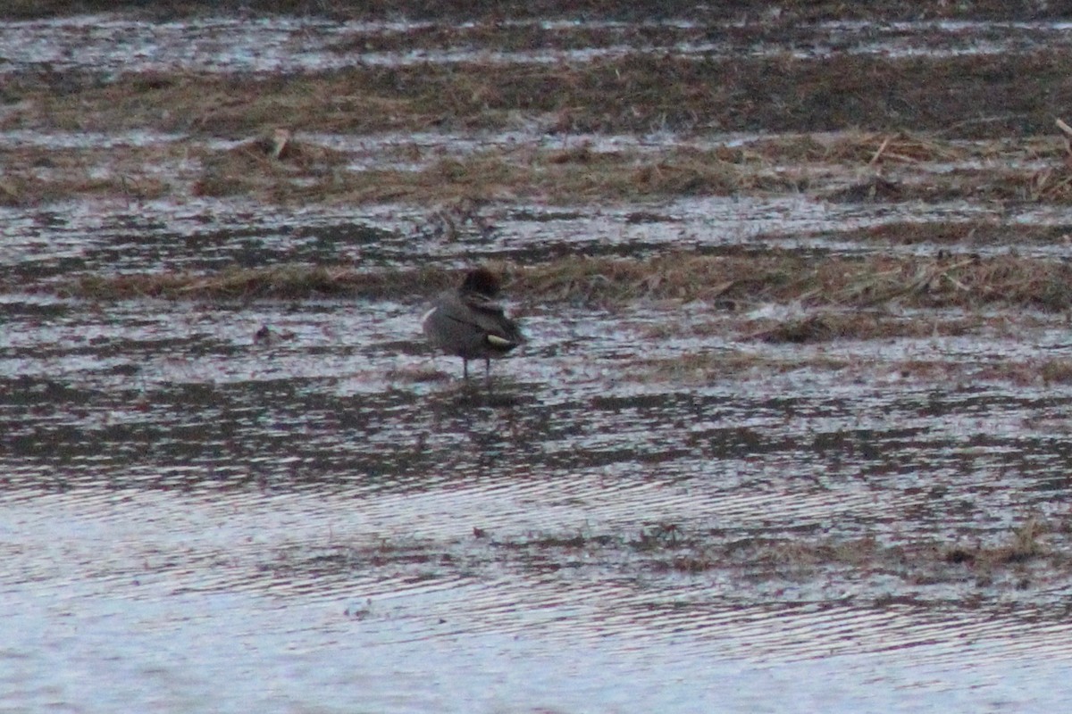 Green-winged Teal - ML95314551