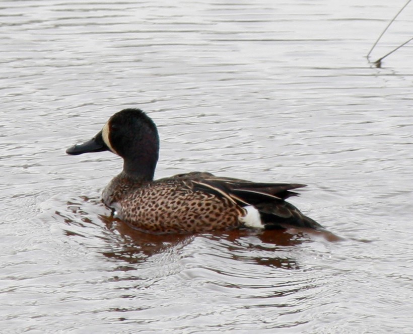 Blue-winged Teal - ML95317161