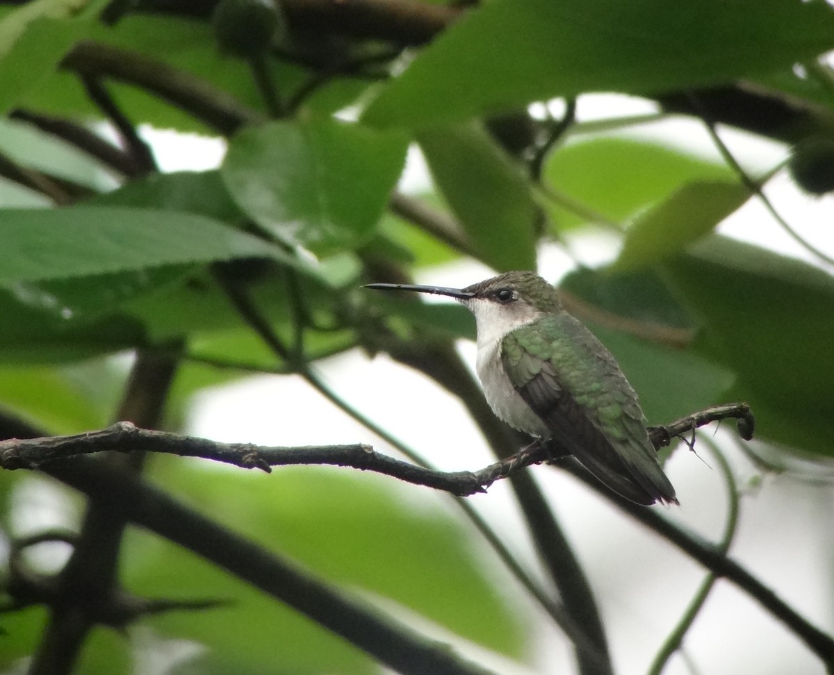 Ruby-throated Hummingbird - Daniel Lane