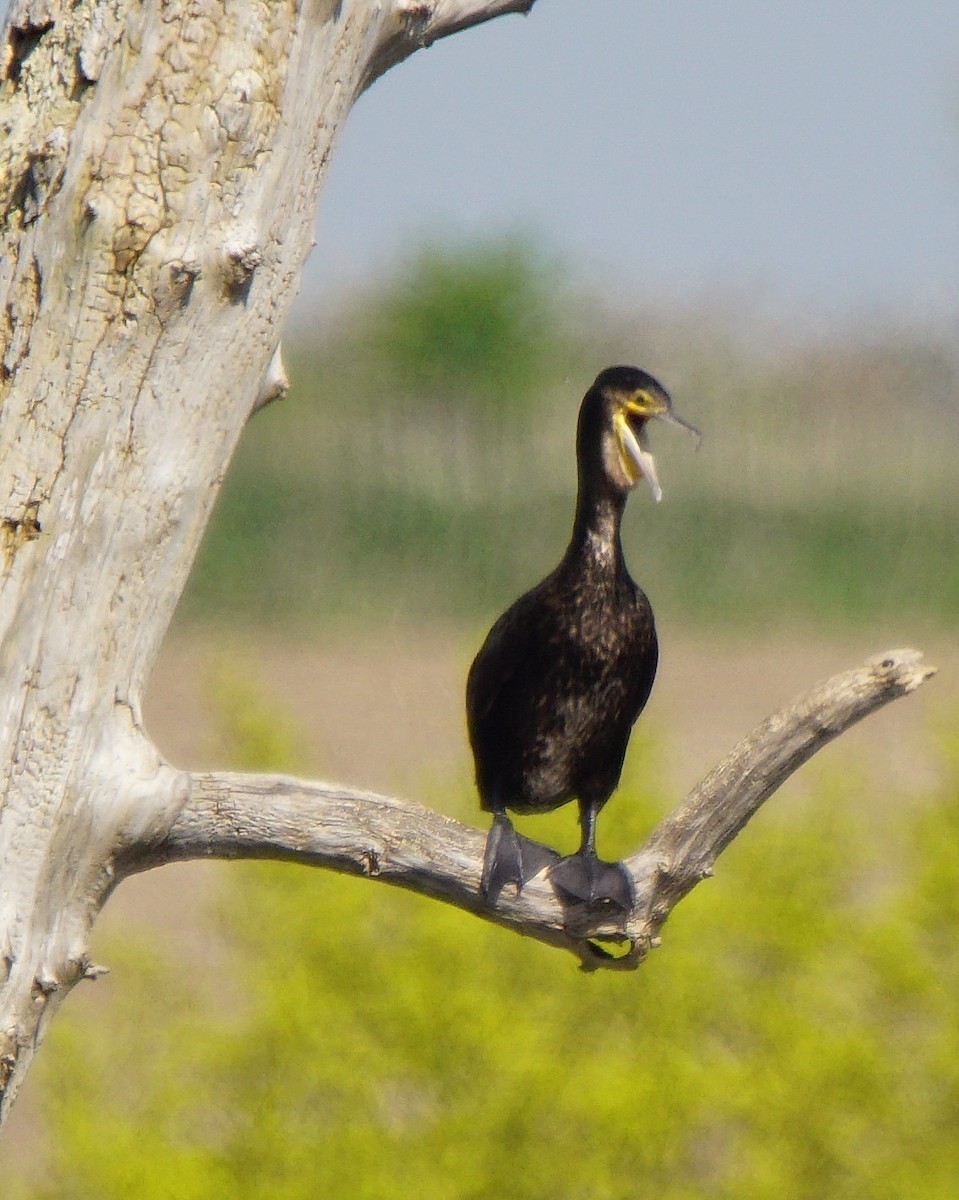 Great Cormorant (Eurasian) - Dennis Mersky