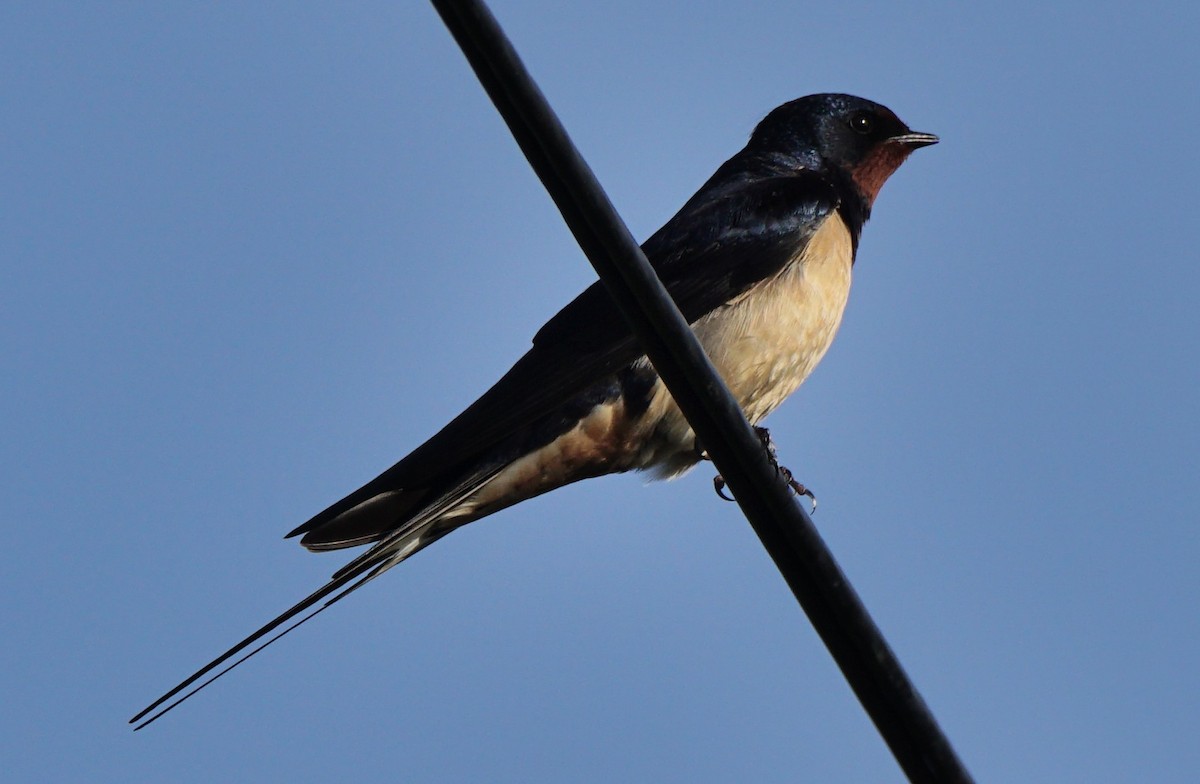 Barn Swallow (White-bellied) - Dennis Mersky