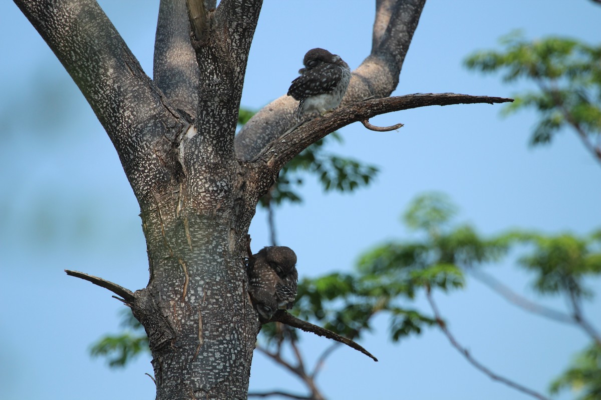 Spotted Owlet - SHARMILA Abdulpurkar