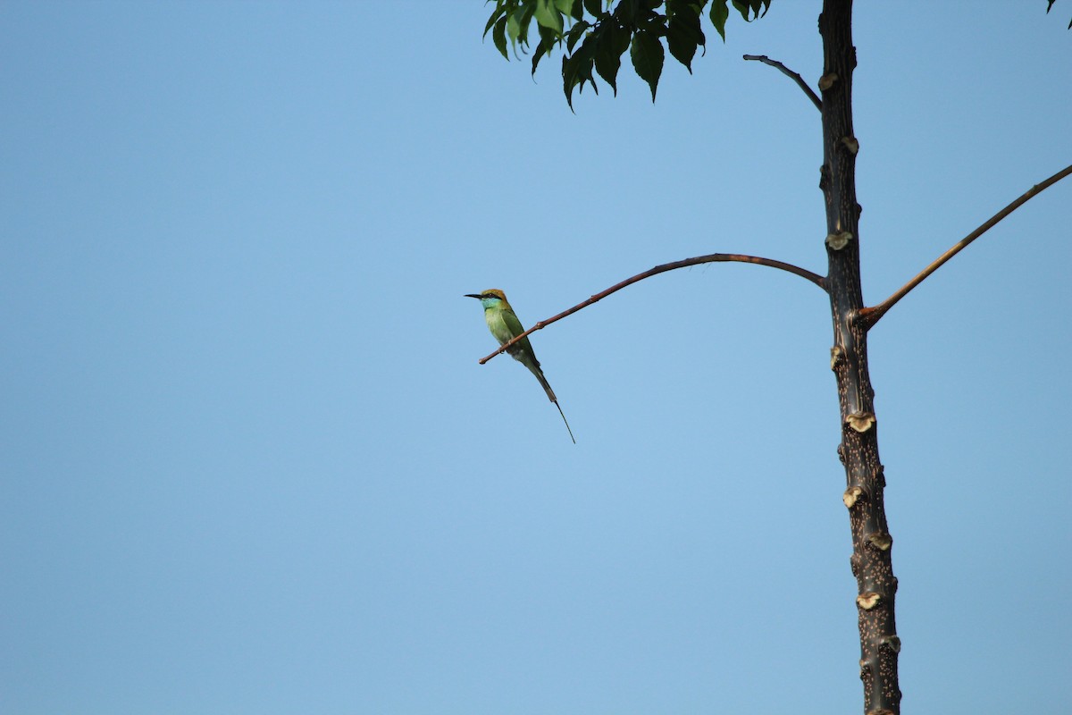 Asian Green Bee-eater - SHARMILA Abdulpurkar