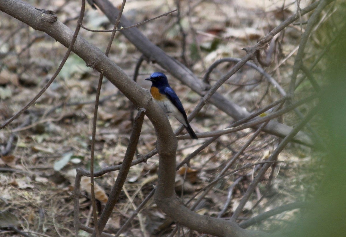 Blue-throated Flycatcher - Lakhan kohli
