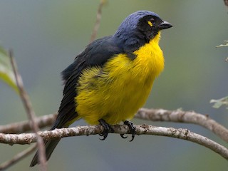  - Black-cheeked Mountain Tanager