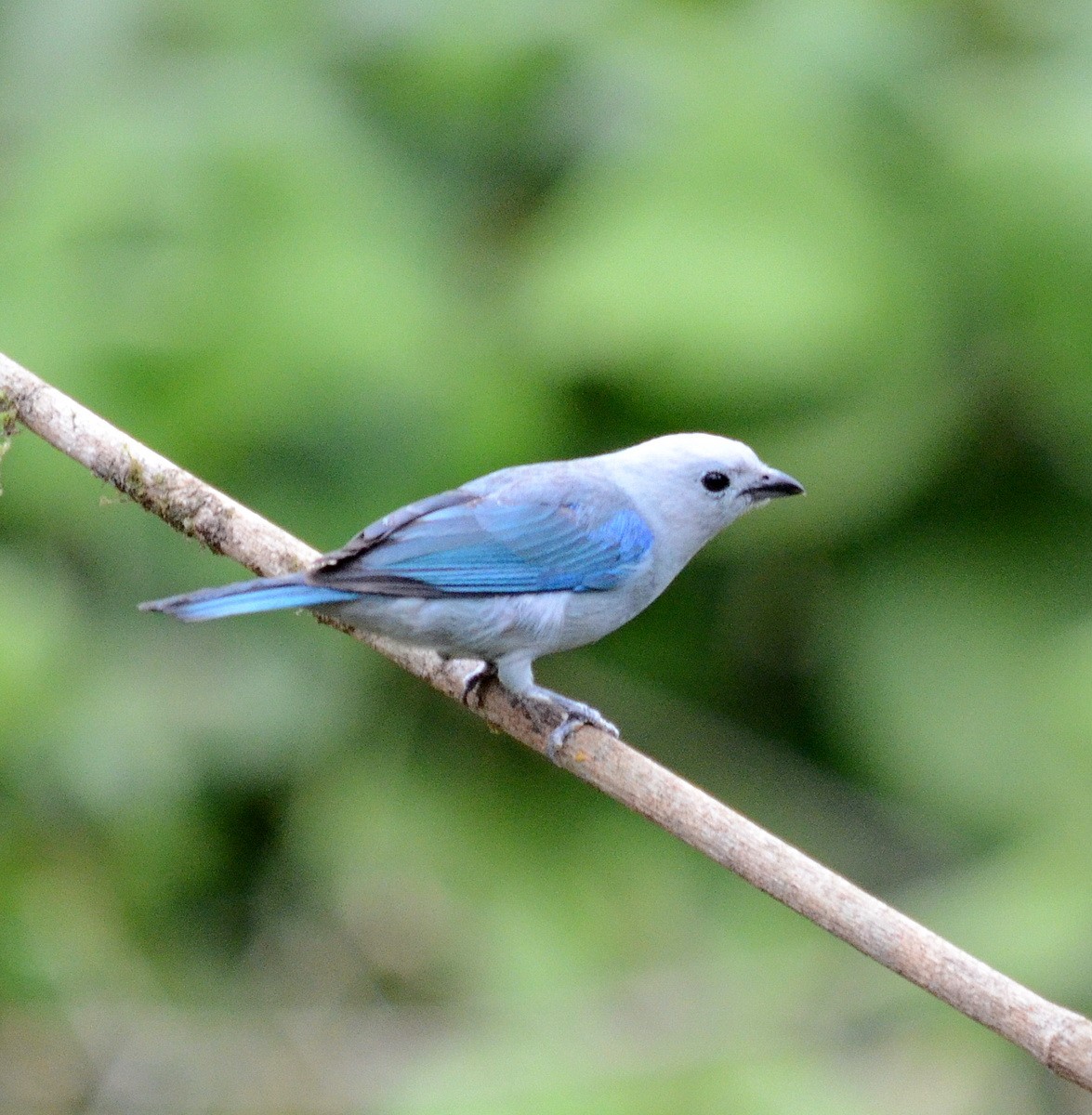 Blue-gray Tanager - Jean and Bob Hilscher