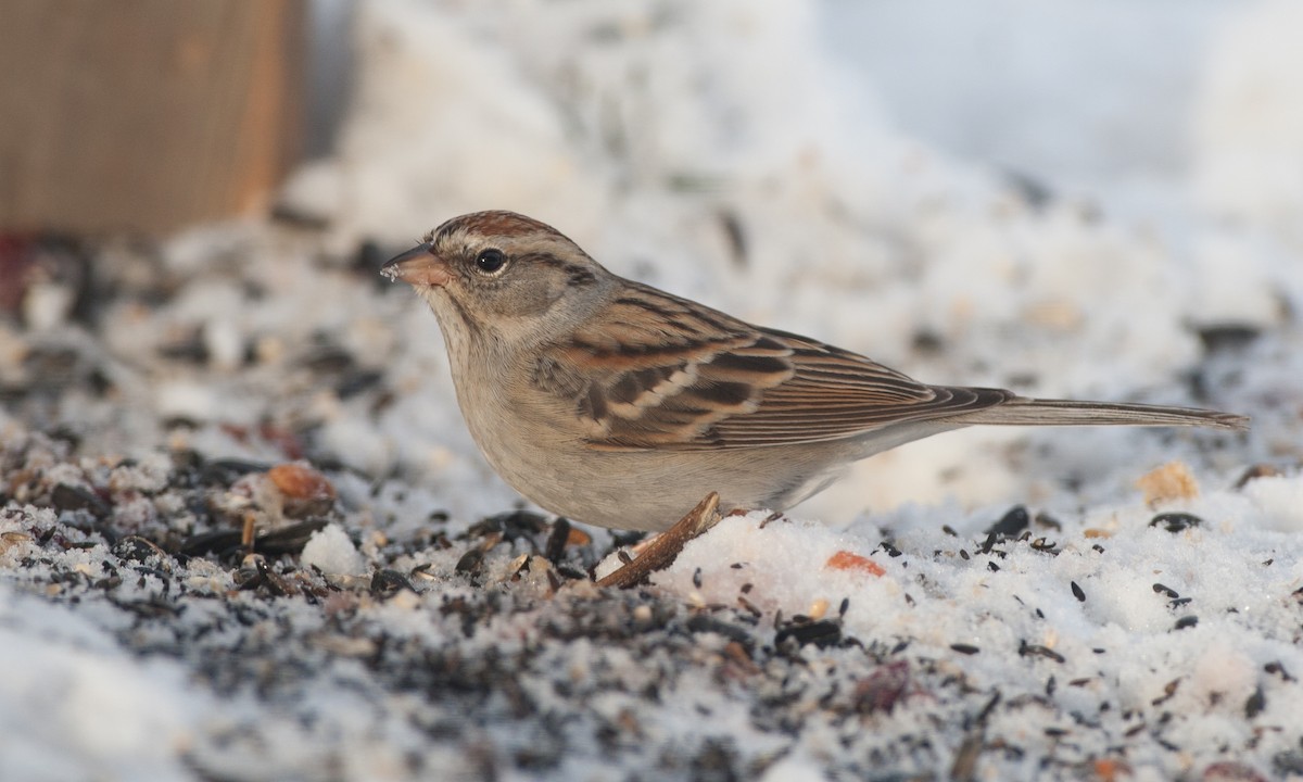 Chipping Sparrow - Chris Wood