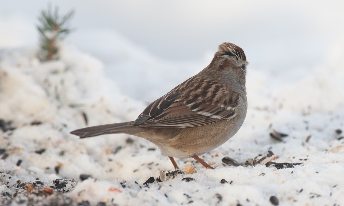 White-crowned Sparrow (Gambel's) - Chris Wood