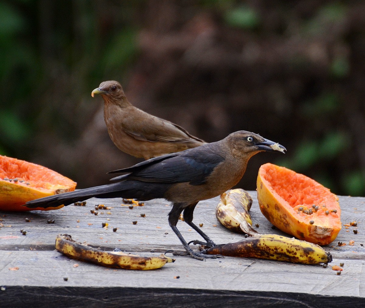 Great-tailed Grackle - ML95334331