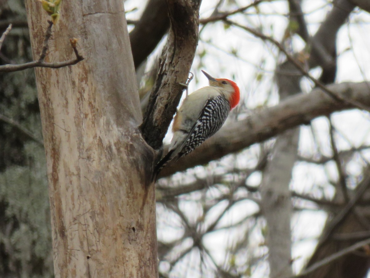 Red-bellied Woodpecker - David Larsen