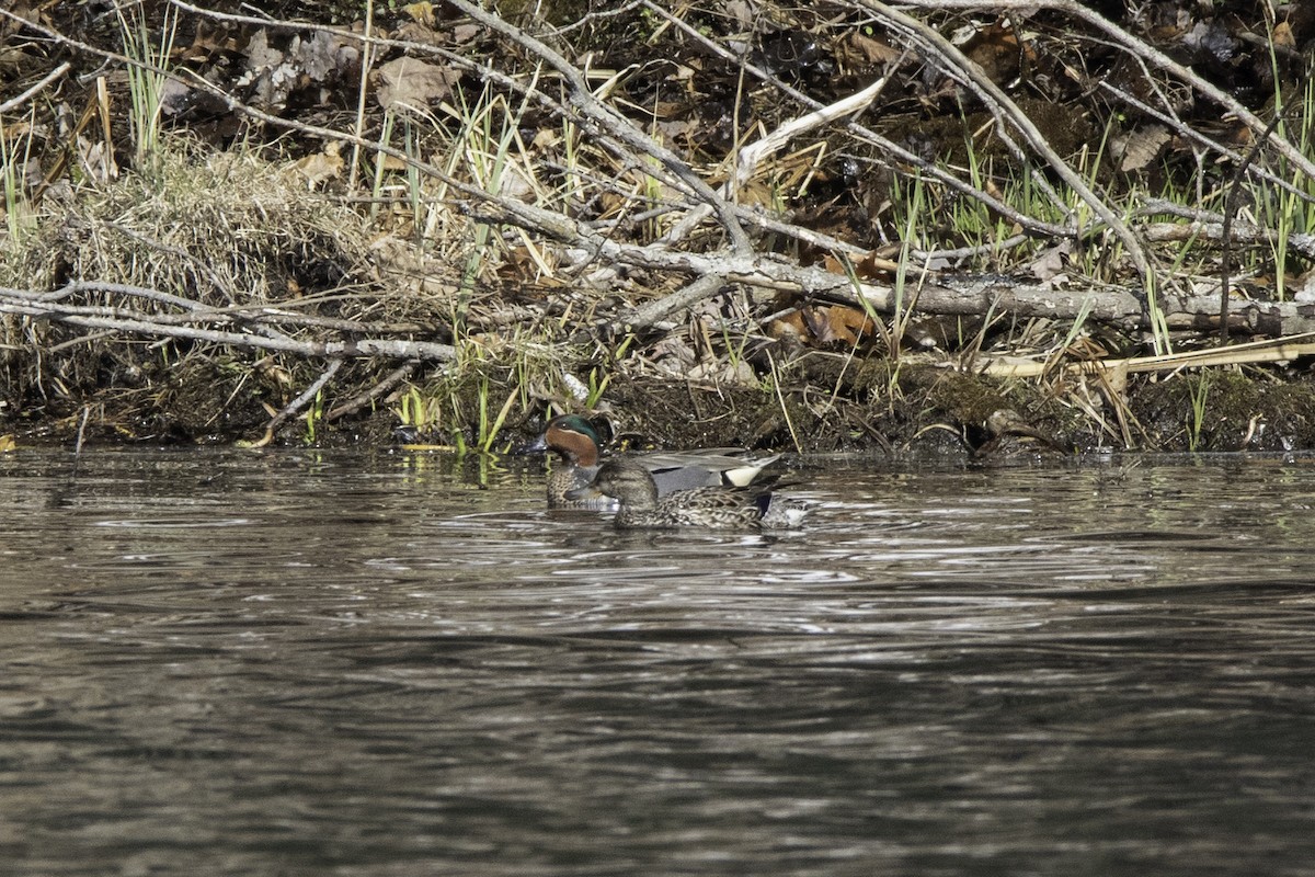 Green-winged Teal - ML95334531