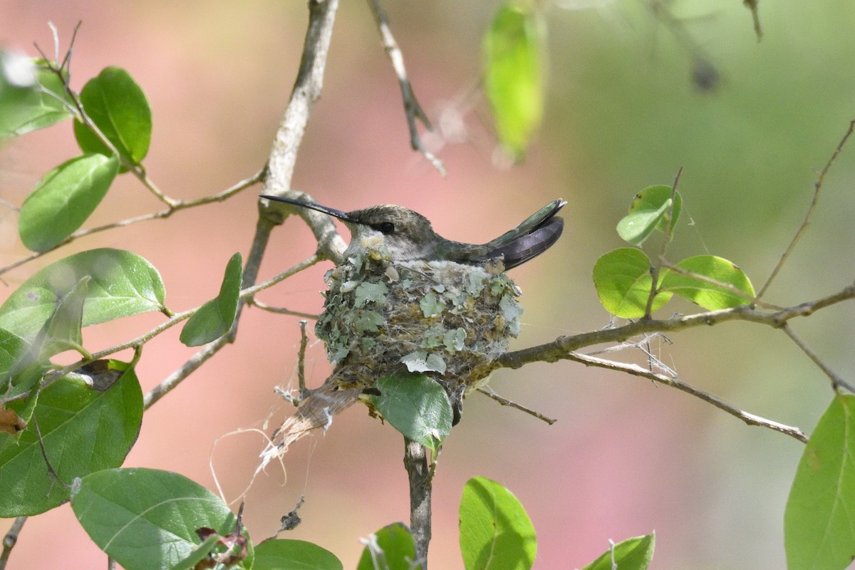 Black-chinned Hummingbird - ML95334611