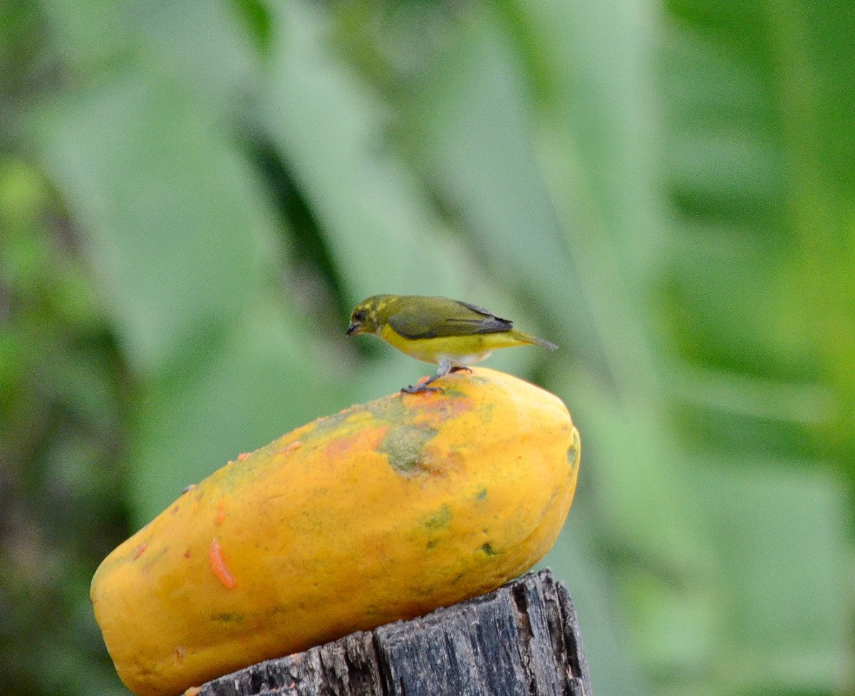 Yellow-crowned Euphonia - Jean and Bob Hilscher