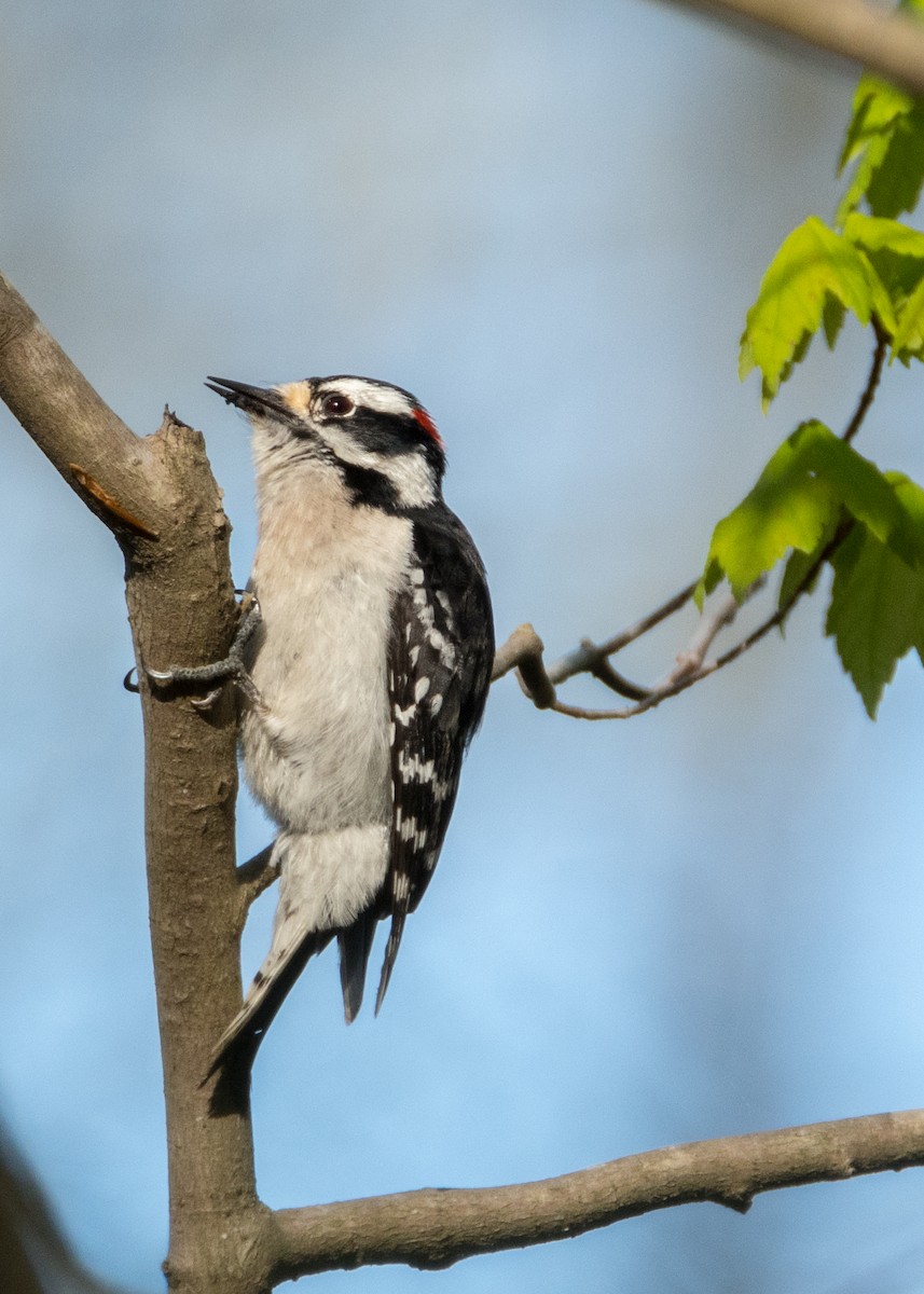 Downy Woodpecker - ML95336961