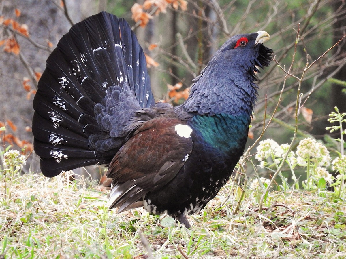Western Capercaillie - Florian Marchner