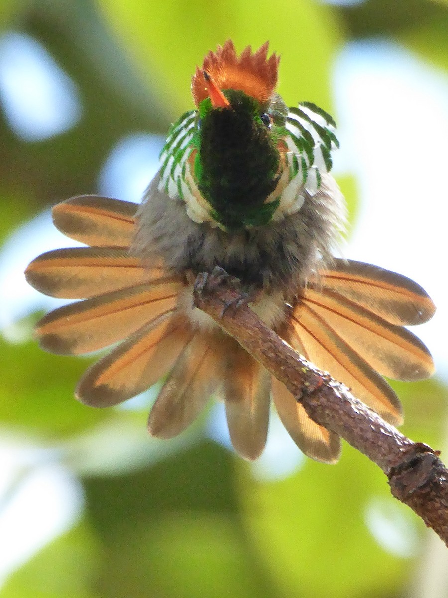 Frilled Coquette - ML95337591