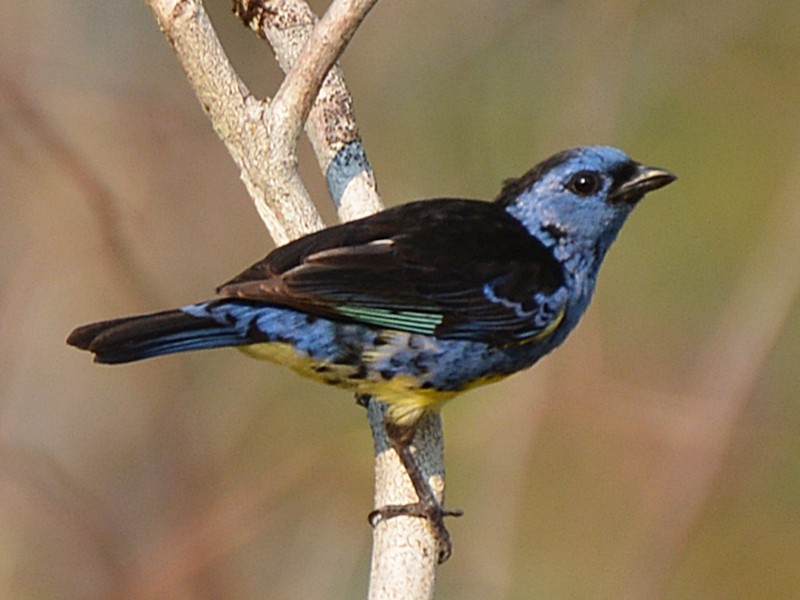 Turquoise Tanager - Henry Cook