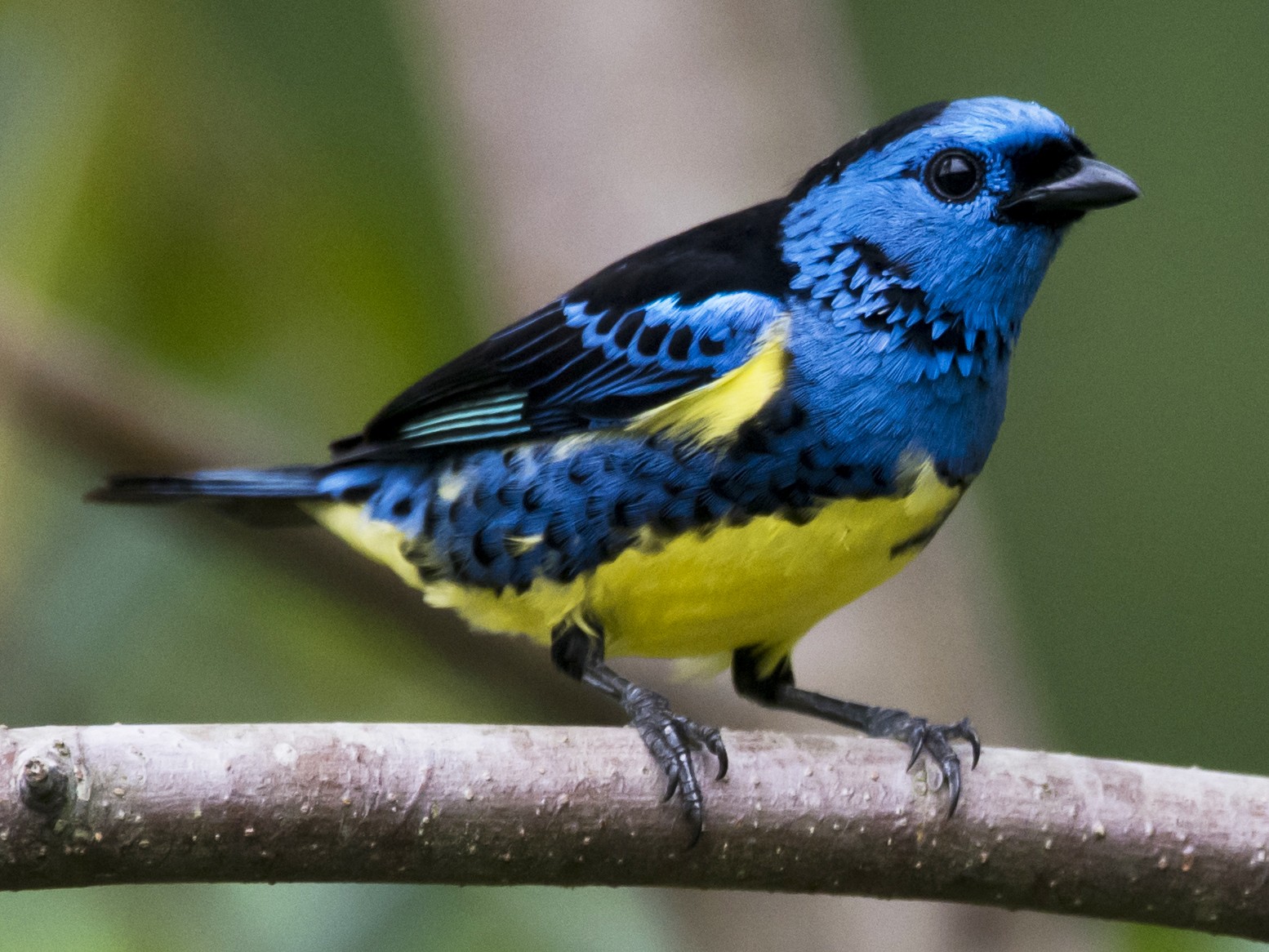 Turquoise Tanager - eBird