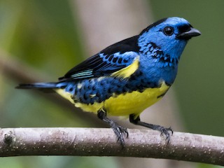  - Turquoise Tanager