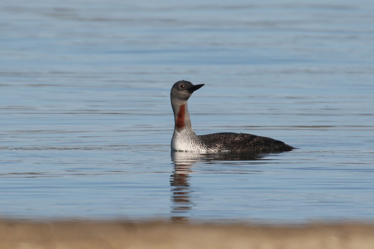 Red-throated Loon - ML95341181