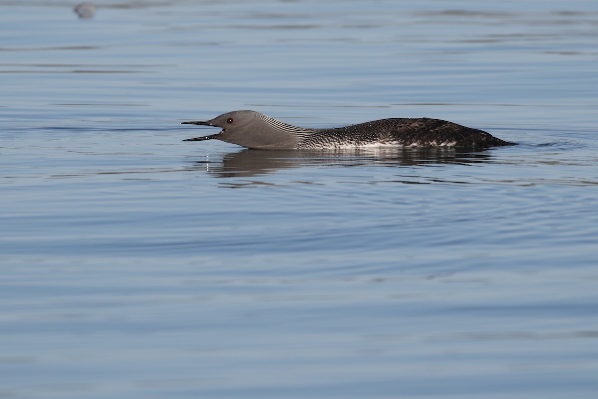 Red-throated Loon - Cameron Eckert