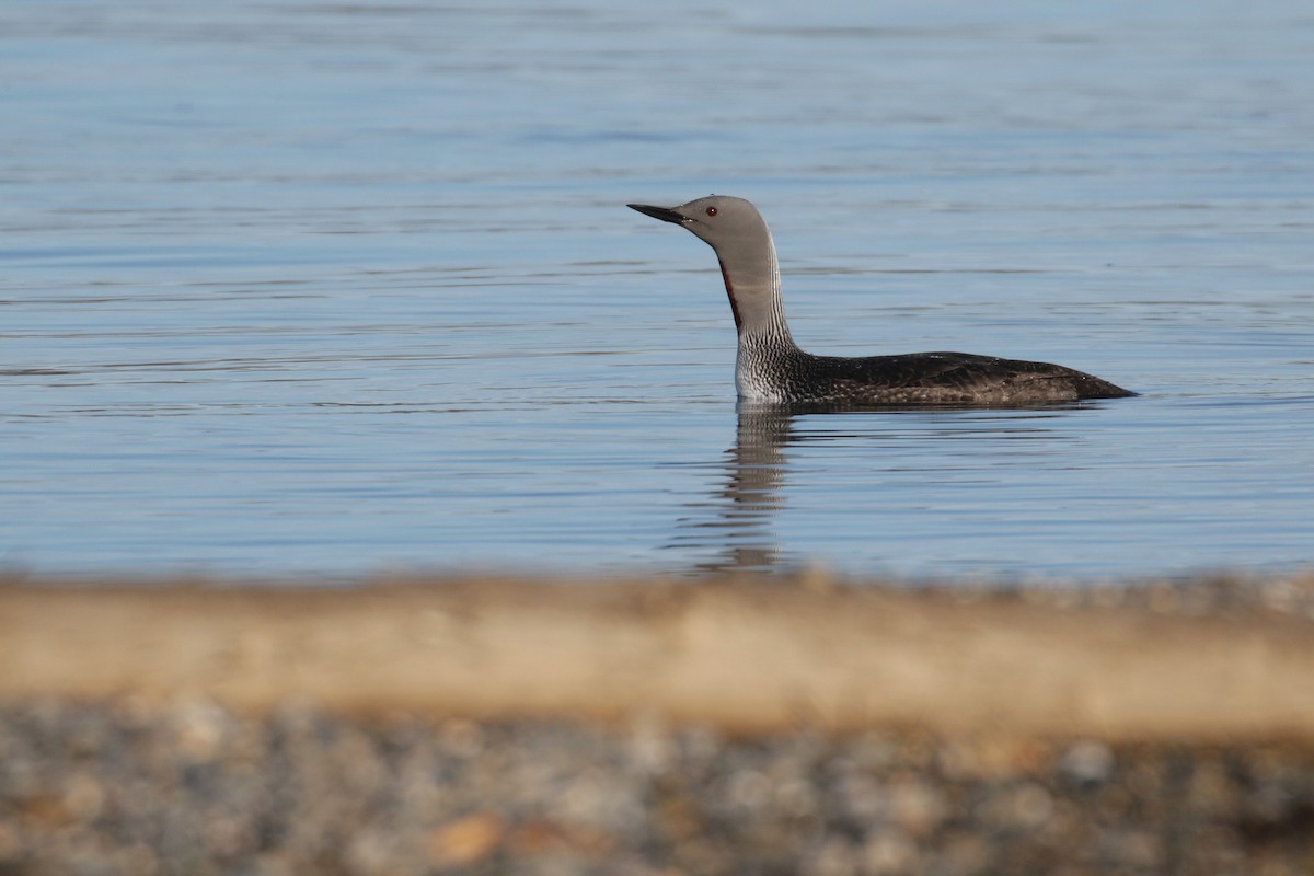 Red-throated Loon - ML95341251