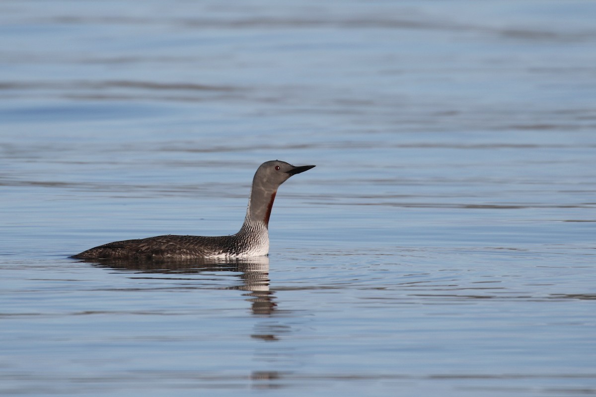 Red-throated Loon - ML95341261
