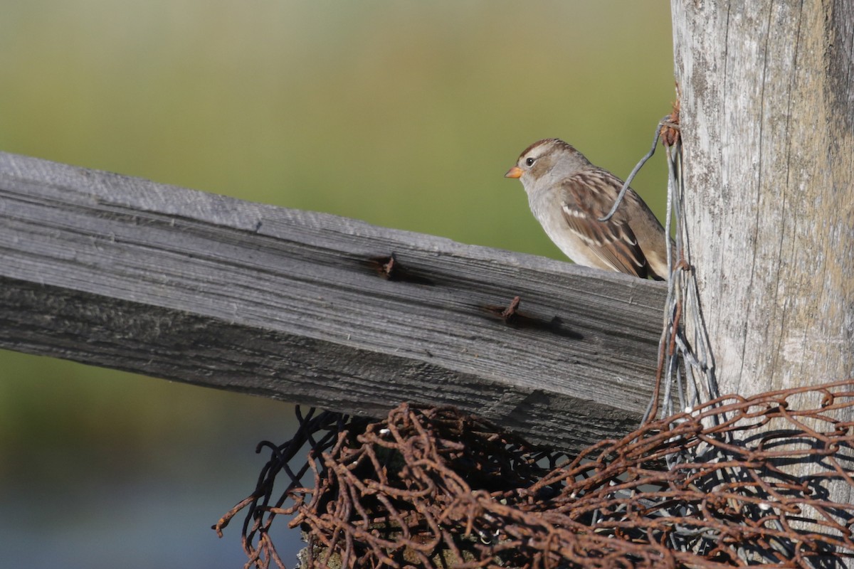White-crowned Sparrow (Gambel's) - ML95341511