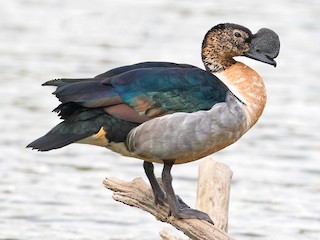  - Knob-billed Duck