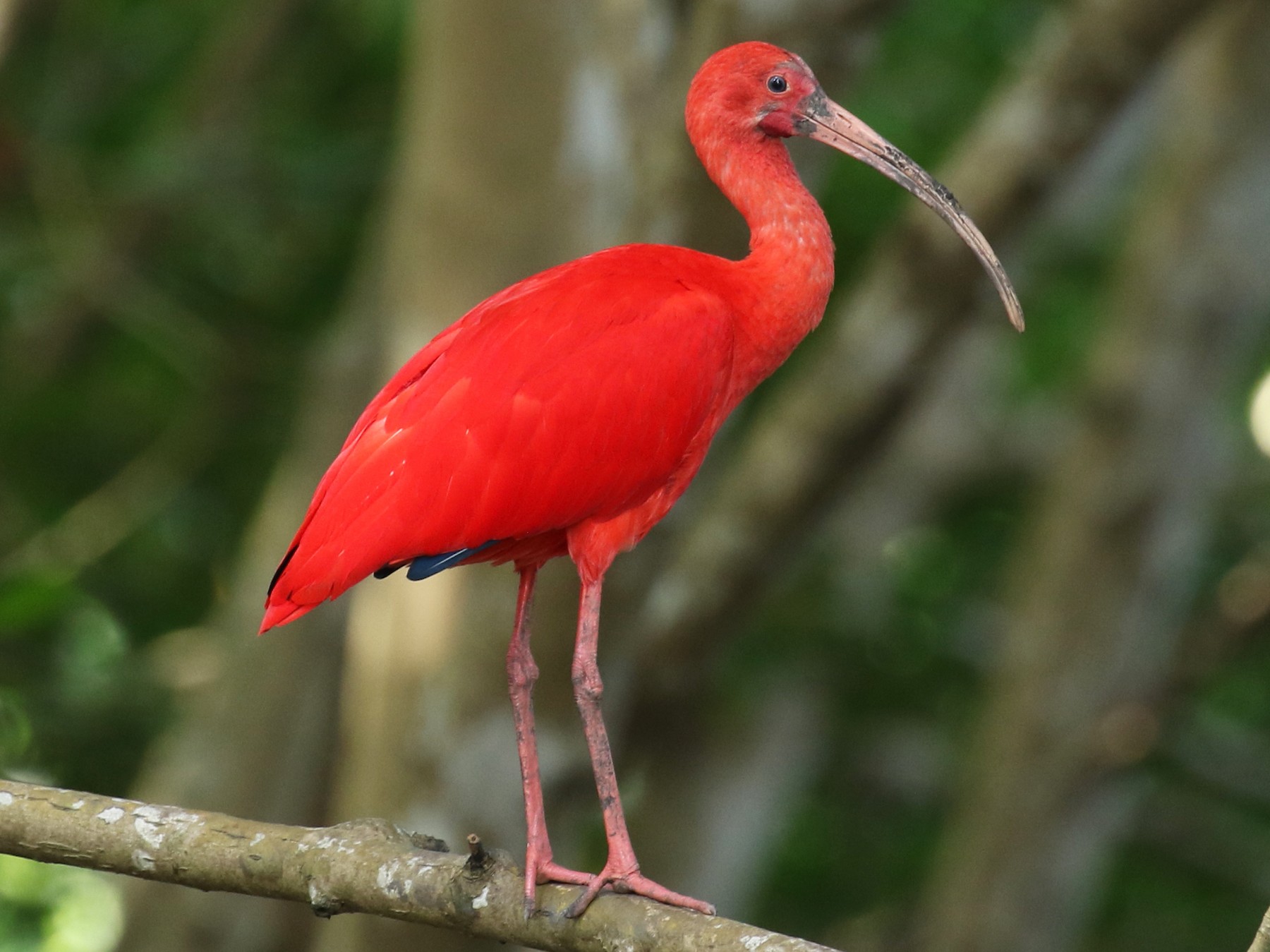 Ibis Escarlata - Knut Hansen