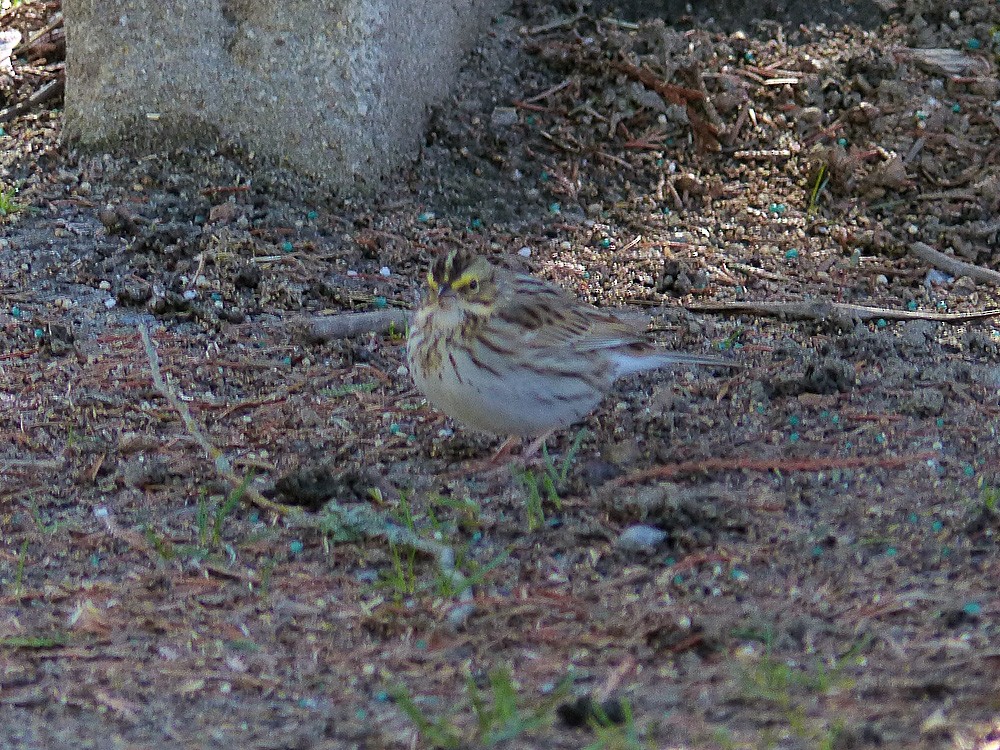 Savannah Sparrow - ML95345041