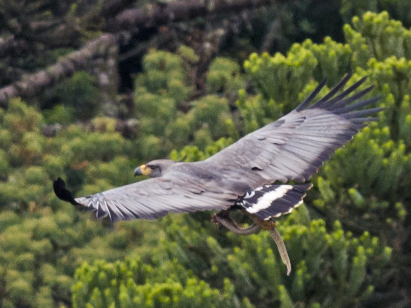 Aguila Coronada - eBird