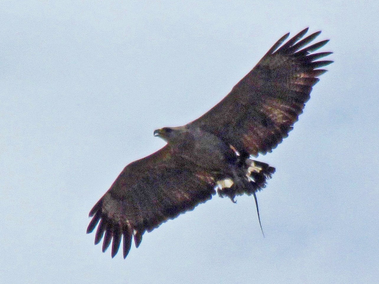 Chaco Eagle - eBird