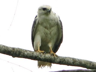  - Mantled Hawk