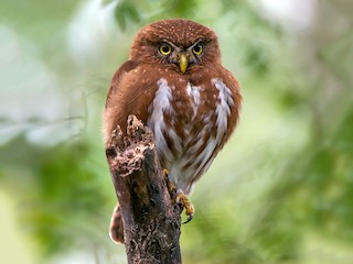 Least Pygmy-Owl - Glaucidium minutissimum - Birds of the World