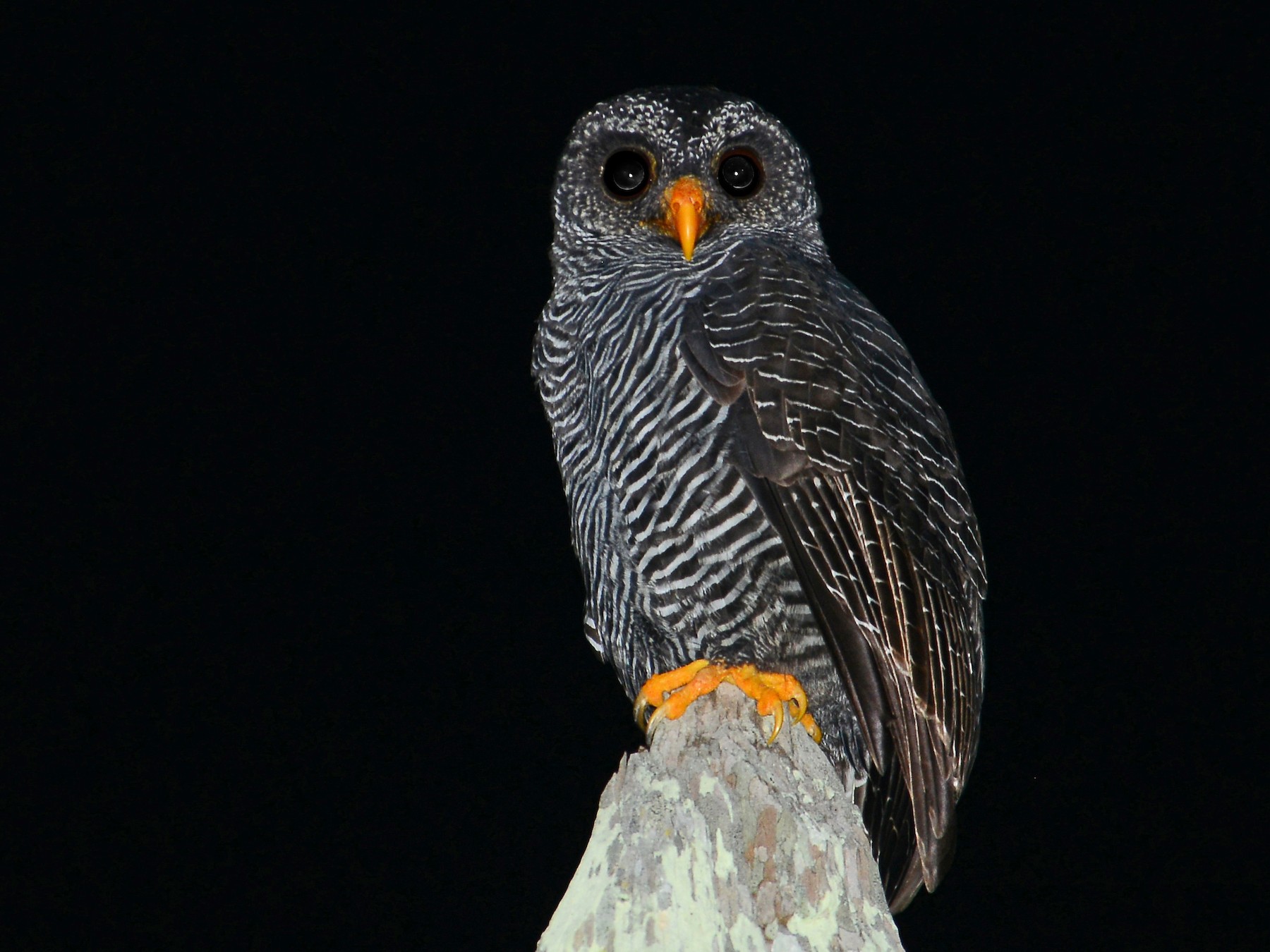 Black-banded Owl - Alan Van Norman