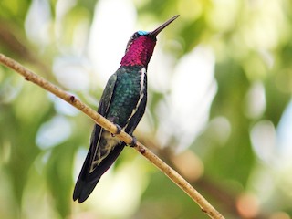 Adult male - ML95348991