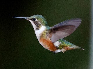 アメシストハチドリ - eBird